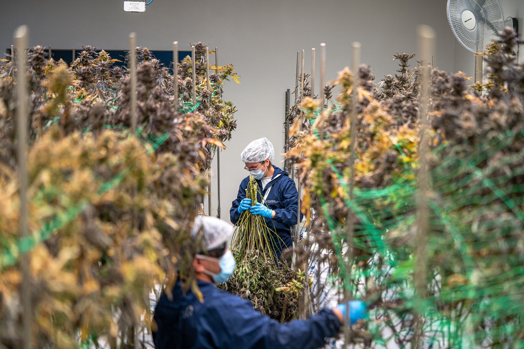 Licensed placeholder photograph showing two workers harvesting cannabis plants indoors
