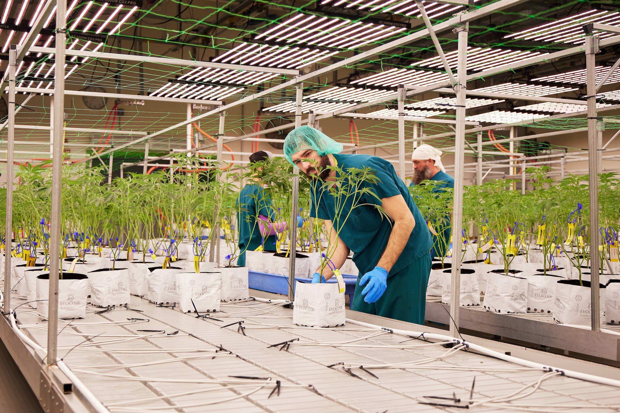 Garden Remedies team members tending cannabis plants inside the Fitchburg cultivation facility